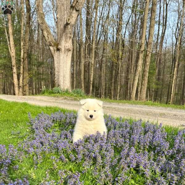 Cosmo, Samoyed Puppy